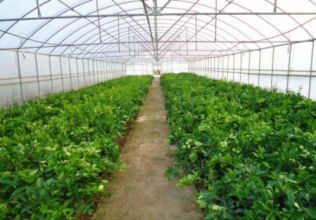 玉泉區(qū)烏蘭巴圖、達(dá)賴莊、密密板蔬菜基地大棚改造維修建設(shè)項(xiàng)目